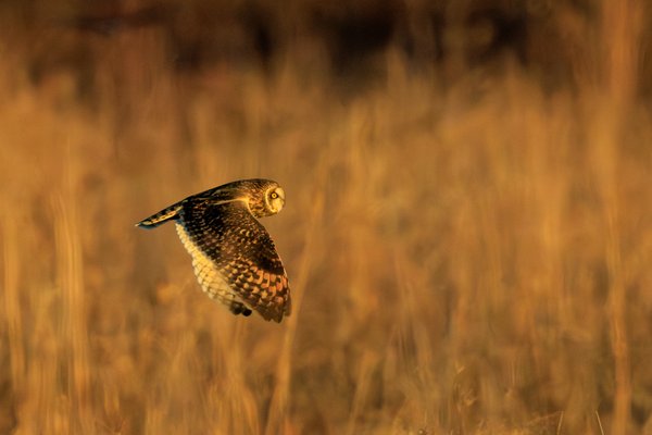 Short-eared Owl