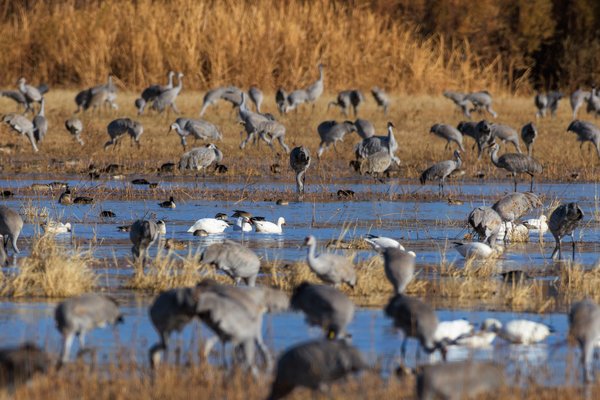 Sandhill Crane