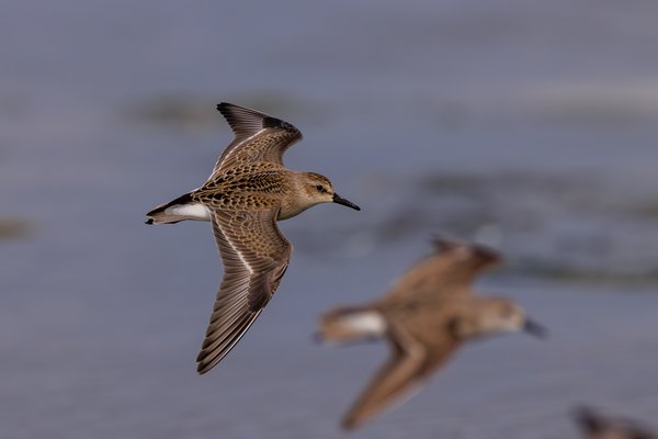 Least Sandpiper
