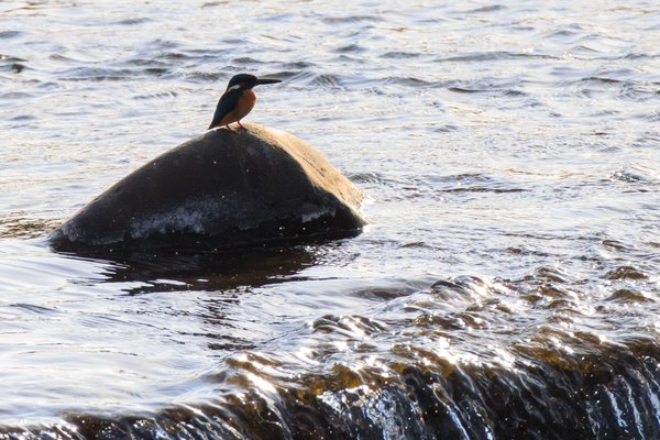 Common Kingfisher