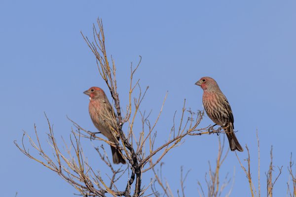 House Finch