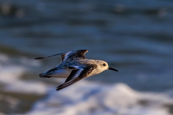 Semipalmated Sandpiper
