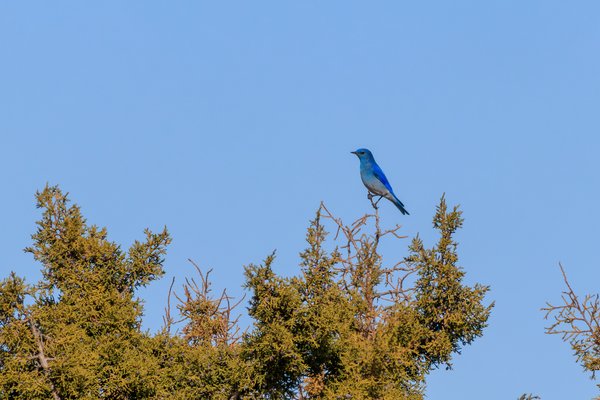 Mountain Bluebird