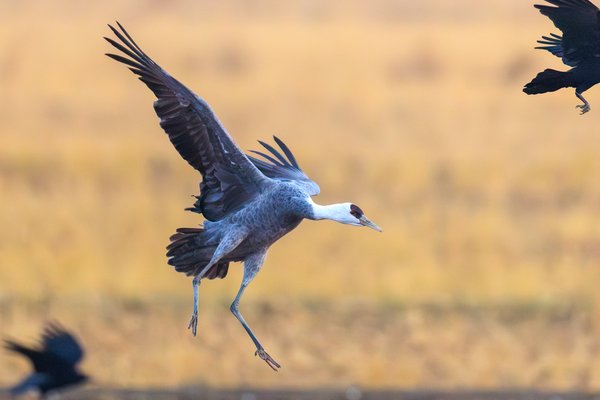 White-naped Crane