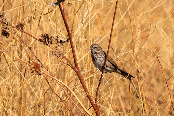 Song Sparrow