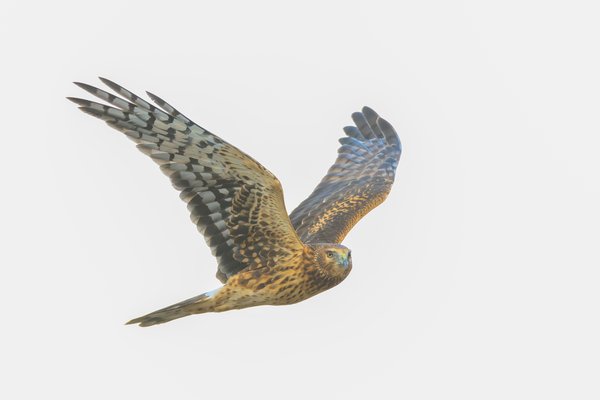 Northern Harrier