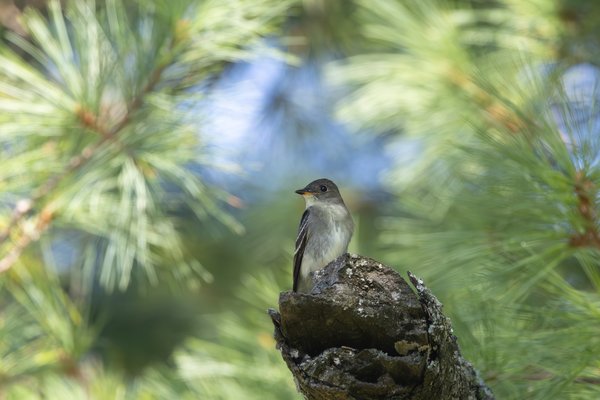 Eastern Wood-Pewee