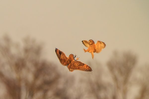 Short-eared Owl