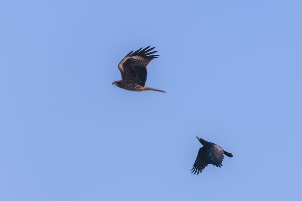 Black Kite