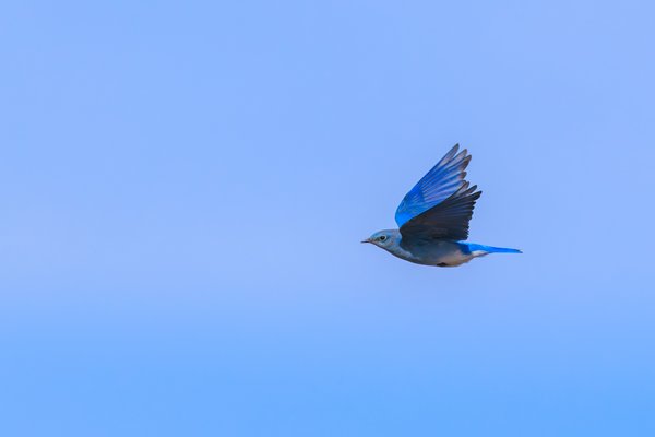 Mountain Bluebird