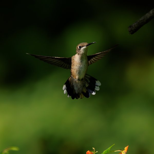 Ruby-throated Hummingbird