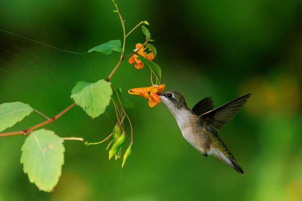 Ruby-throated Hummingbird