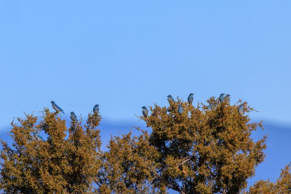 Mountain Bluebird