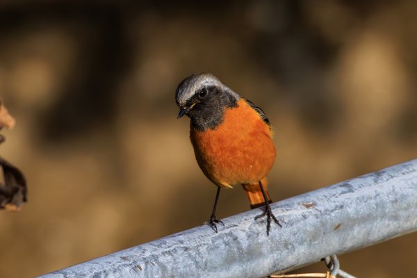 Daurian Redstart