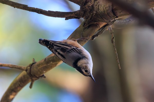 White-breasted Nuthatch