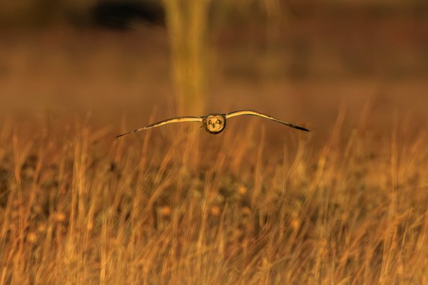 Short-eared Owl