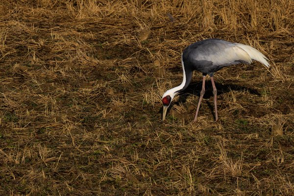 White-naped Crane