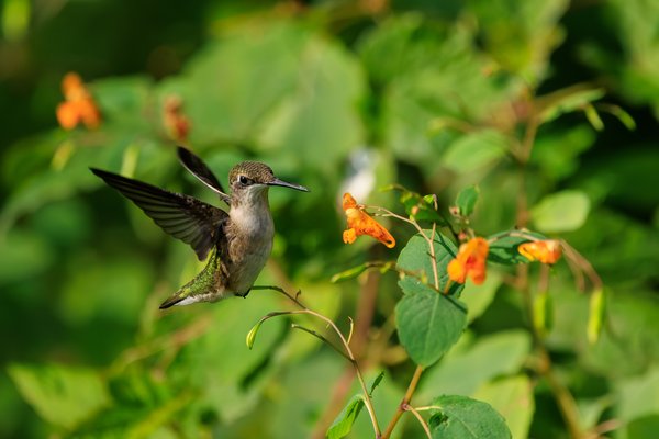Ruby-throated Hummingbird