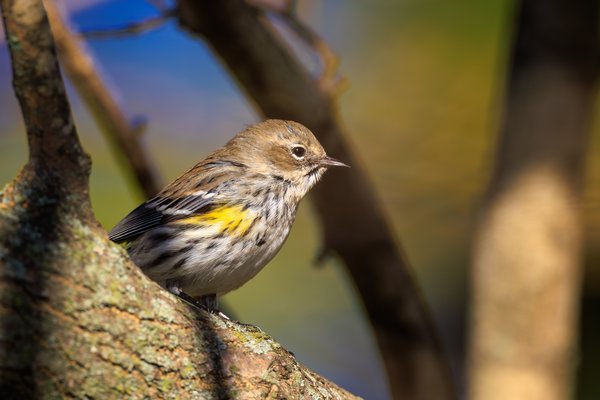 Yellow-rumped Warbler