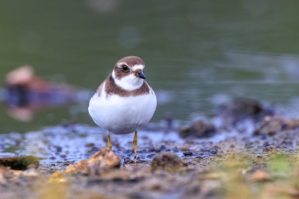 Semipalmated Plover