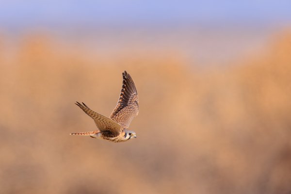 American Kestrel