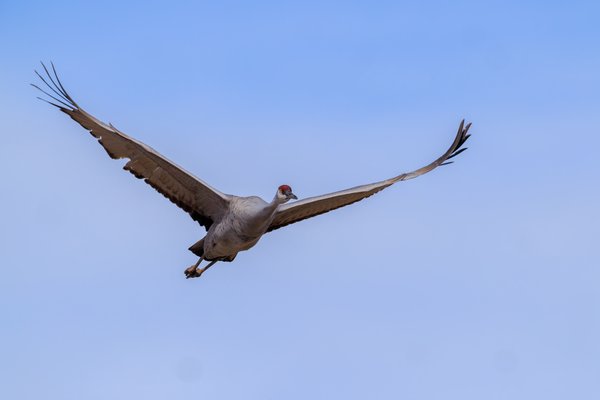Sandhill Crane