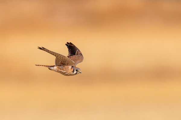 American Kestrel