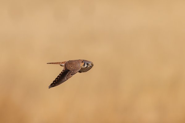 American Kestrel