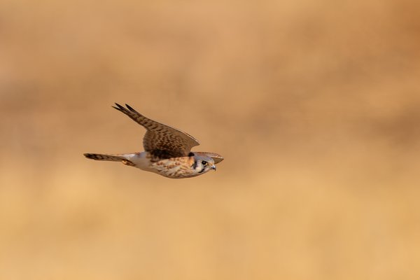American Kestrel