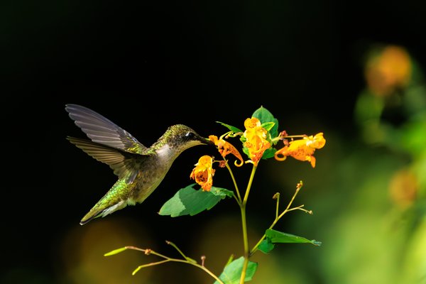 Ruby-throated Hummingbird