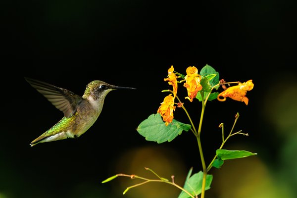 Ruby-throated Hummingbird