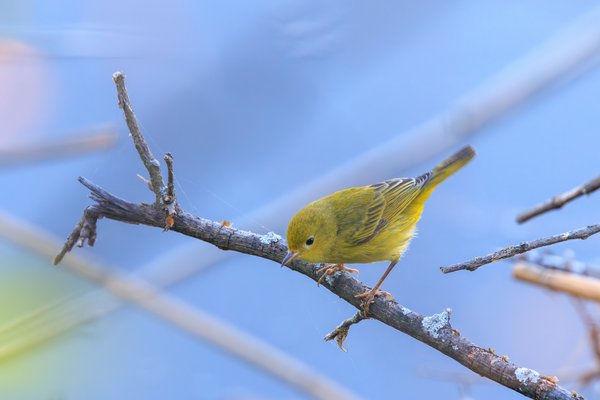 Northern Yellow Warbler