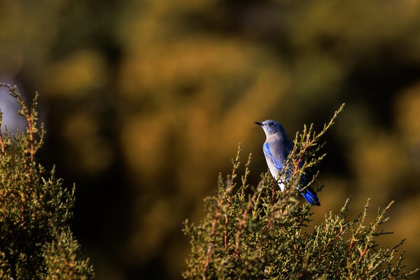 Mountain Bluebird
