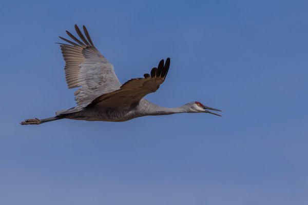 Sandhill Crane