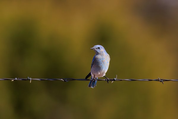 Mountain Bluebird