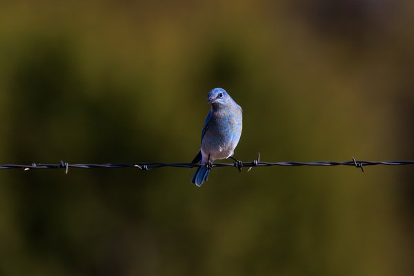 Mountain Bluebird
