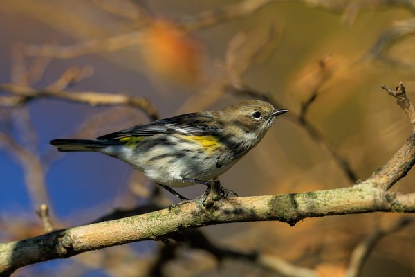 Yellow-rumped Warbler