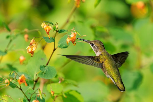 Ruby-throated Hummingbird