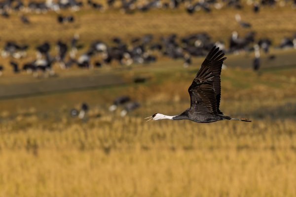 Hooded Crane
