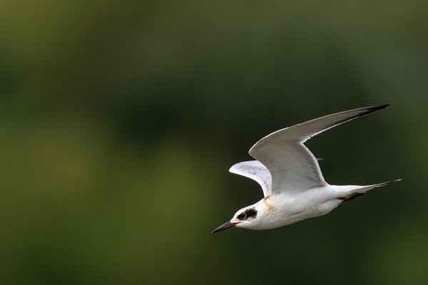 Forster's Tern