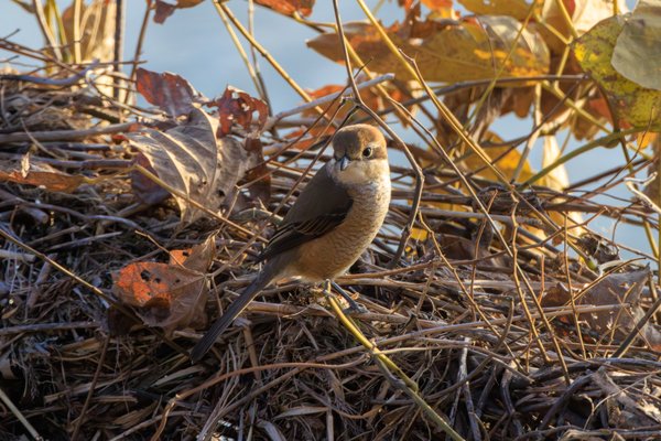 Bull-headed Shrike