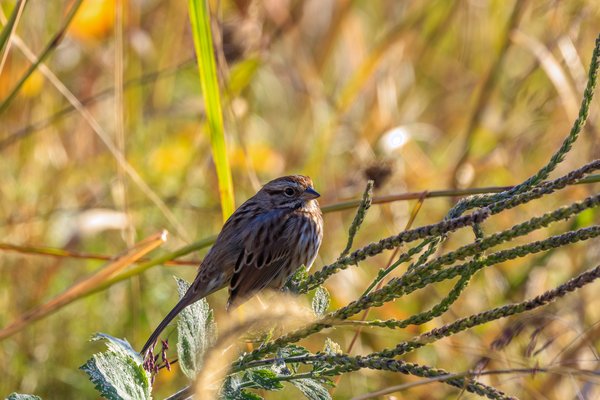 Song Sparrow