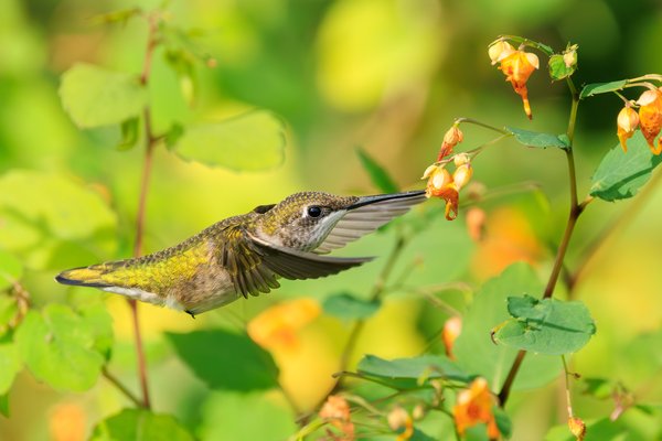 Ruby-throated Hummingbird