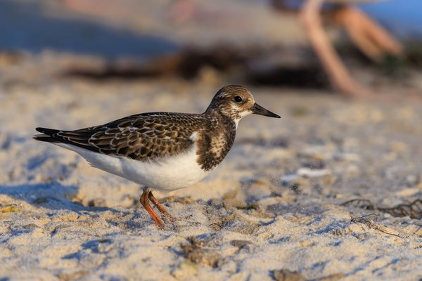 Ruddy Turnstone