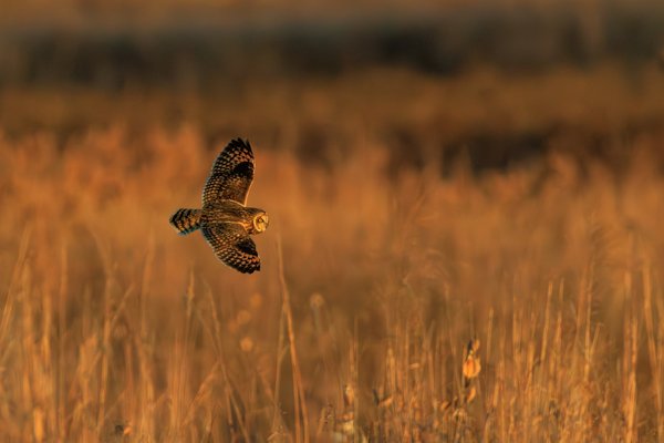 Short-eared Owl