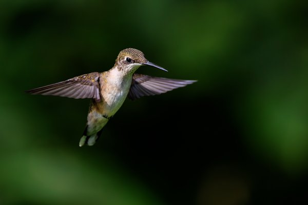 Ruby-throated Hummingbird