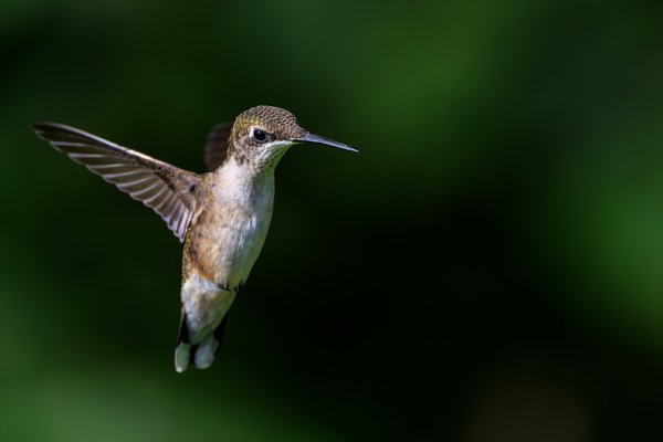 Ruby-throated Hummingbird