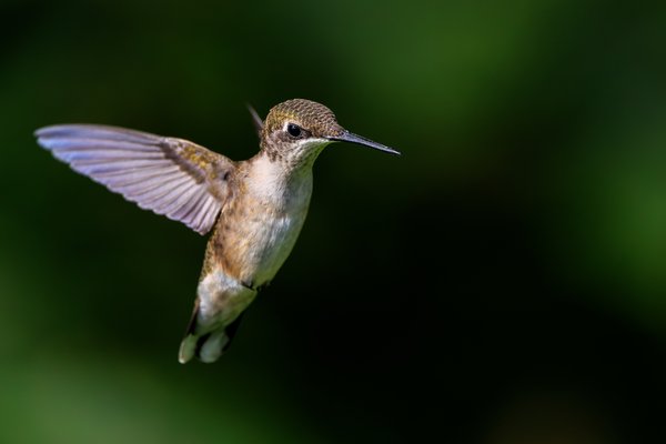 Ruby-throated Hummingbird