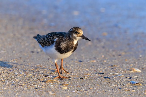 Ruddy Turnstone