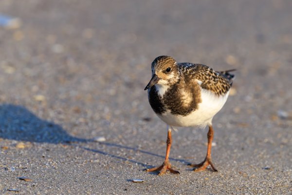 Ruddy Turnstone